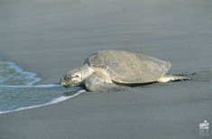 El Gobierno de Costa Rica crea un nuevo refugio de vida silvestre para tortugas