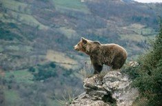 Cataluña, partidaria de utilizar osos en el Pirineo como reclamo turístico