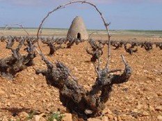 Castilla-La Mancha acoge la octava edición de Naturocio