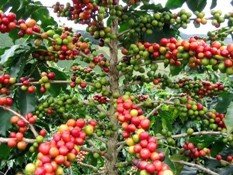 El Salvador promueve el café como  nueva atracción turística