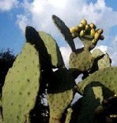 México D.F. planea vincular el turismo al cultivo del nopal