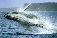 Ecuador impulsa el avistamiento de ballenas jorobadas como actividad ecoturística