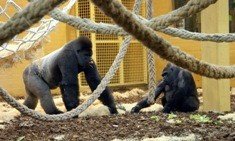 El Parque de la Naturaleza de Cabárceno cuenta con el recinto para gorilas más grande de España