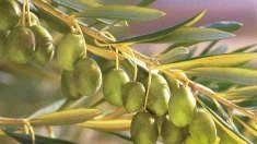 Empresas agroalimentarias andaluzas promocionan su oferta en Alimentaria 2007, en México