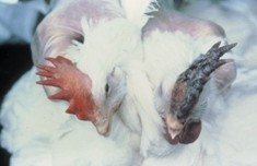 Malasia se enfrenta a un caso aislado de gripe aviar en medio de una gran promoción turística