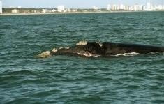Uruguay fomentará el avistaje turístico de las ballenas