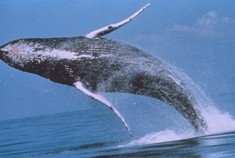 Comienza la temporada de observación de ballenas jorobadas en la costa pacífica