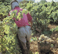 La ruta del vino onubense, una solución contra la estacionalización en Andalucía