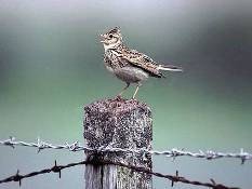 Expertos aseguran que Aragón es una "mina de oro" para el turismo ornitológico