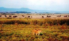 Cae el turismo de safaris y parques de caza en Kenia