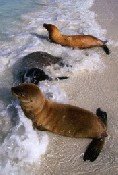 El presidente Correa supervisó el cuidado de las especies en Galapagos
