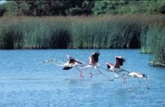 Un programa de turismo sostenible para el condado de Huelva y Doñana