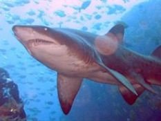 El país estudiará a sus tiburones tras dos ataques mortales en la zona del Pacífico