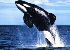 El avistamiento de ballenas, una pasión millonaria