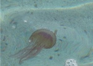 La proliferación de medusas está afectando al turismo