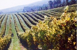 Las 'Rutas del Vino de España' recibirán este año 96.000 euros para la promoción