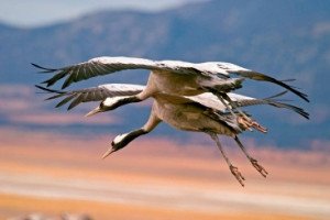 El turismo ornitológico espera levantar el vuelo con su marca propia