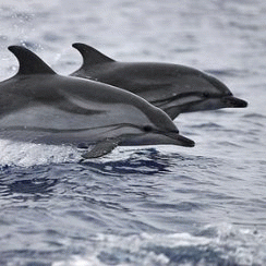 La observación de cetáceos se consolida en Tarifa con 50.000 turistas anuales