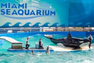 La española Parques Reunidos compra en Miami el mayor acuario de EEUU