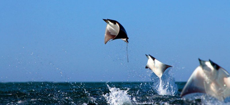 Estudios indican que la fauna del parque marino, una zona protegida, sería afectada negativamente.