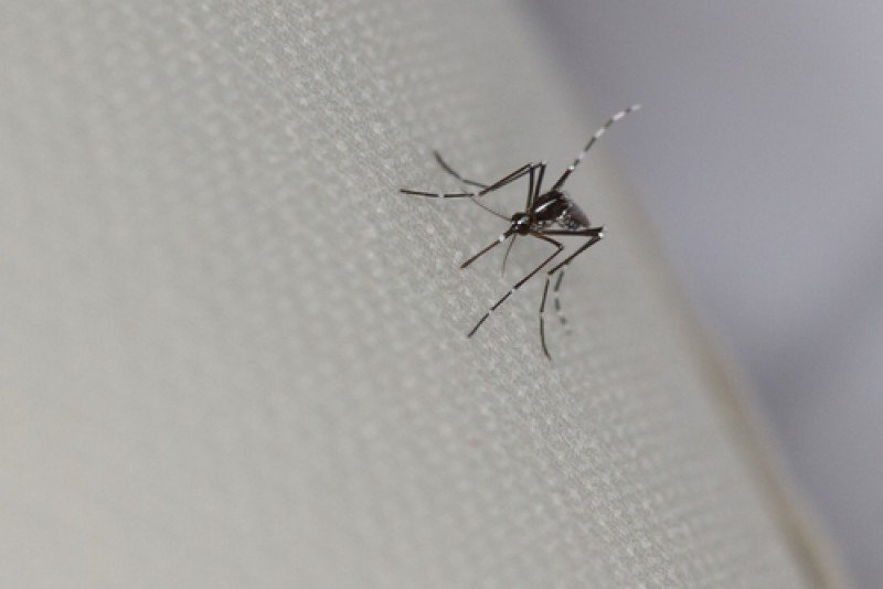 El virus se propaga a través de la picadura de los mosquitos 'aedes aegypti'. #shu#