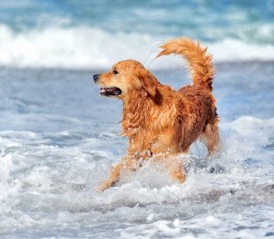 Solo 40 playas de España admiten perros