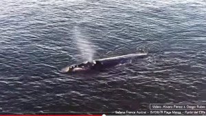 Uruguay multa a ocho barcos por acercarse a ballenas en Punta del Este