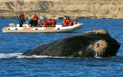 Cerca de 100.000 turistas hicieron avistaje de ballenas en Península Valdés.