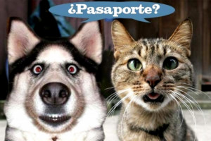 Pasaporte obligatorio para perros, gatos y hurones 