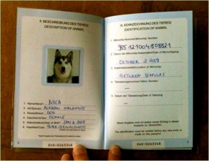 Europa impone pasaporte obligatorio para perros, gatos y hurones
