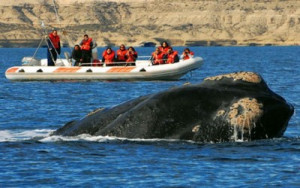 Cerca de 100.000 turistas hicieron avistaje de ballenas en Península Valdés