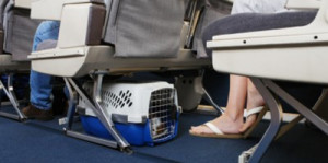 Pasajeros de Aerolíneas Argentinas podrán viajar con pequeñas mascotas a bordo