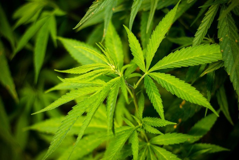 A medida que se vaya legalizando la marihuana, aumentarán las conexiones de esta antigua planta medicinal con el turismo de bienestar. #shu#