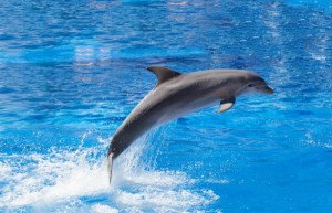 Marineland Mallorca, denunciado por abusos a los delfines