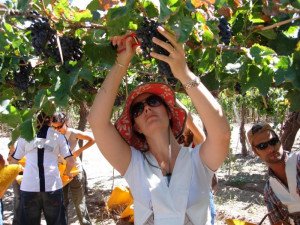 Crean la Global Wine Tourism Organization para el desarrollo del enoturismo