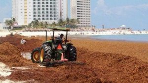 Algas invaden playas del Caribe mexicano