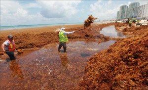 Gran operativo en México para limpiar algas en 180 kilómetros de playas