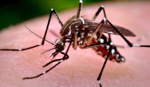 EE.UU. recomienda a embarazadas no viajar a 14 países latinoamericanos por virus zika
