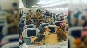 Los halcones del príncipe saudí vuelan en clase turista