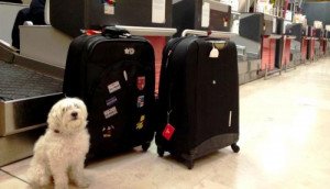 Las agencias promocionan los viajes con mascota