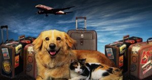 Destinia, Viajes Eroski y Gran Canaria apoyan los viajes con mascota