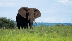 Un elefante mata a un turista español en Etiopía