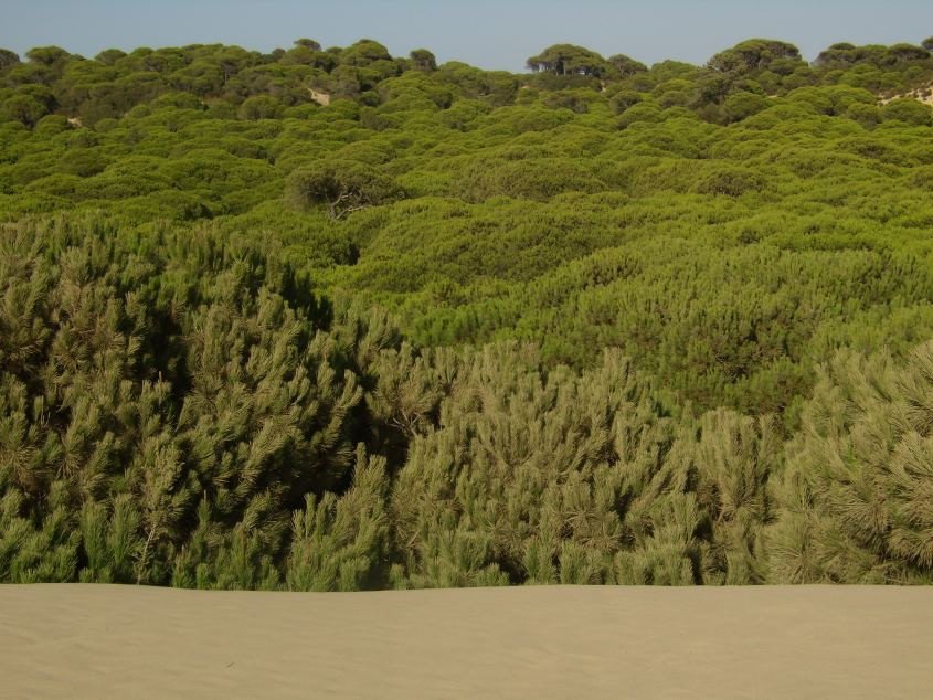 El Parque Nacional de Doñana registró 288.637 viajeros, la tercera cifra de afluencia más baja en la zona de los últimos 20 años.