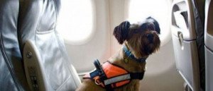 Un perro reclama 400 euros a KLM por el retraso de un vuelo a Ámsterdam