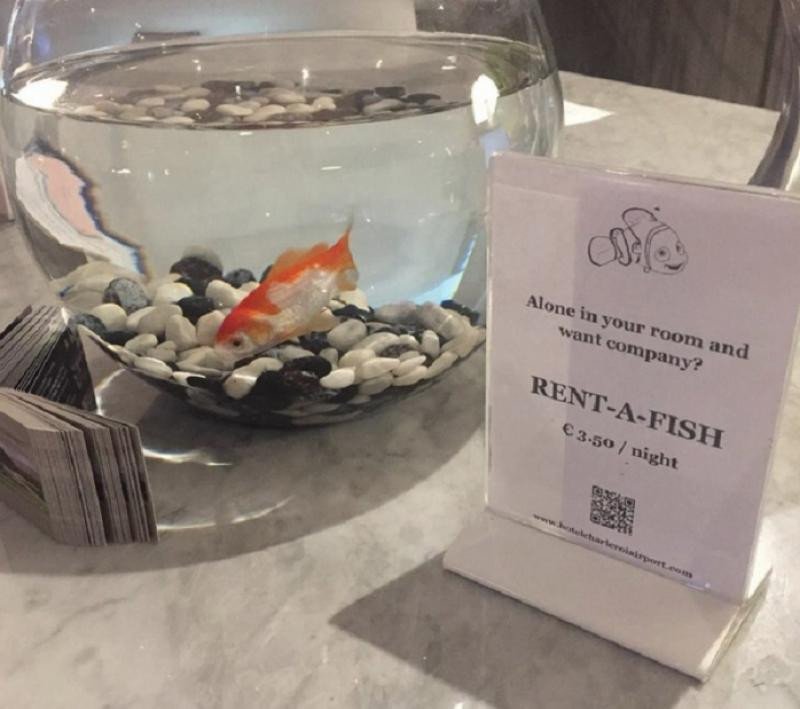 Un hotel belga alquila peces a su clientes para que no se sientan solos