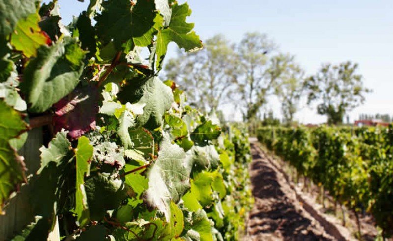 El encuentro incluye visitas a bodegas y viñedos de la provincia que produce el 70% del vino en Argentina.
