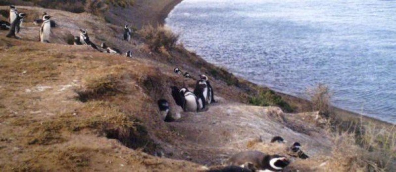 Pingüinera en Península Valdés, Trelew.
