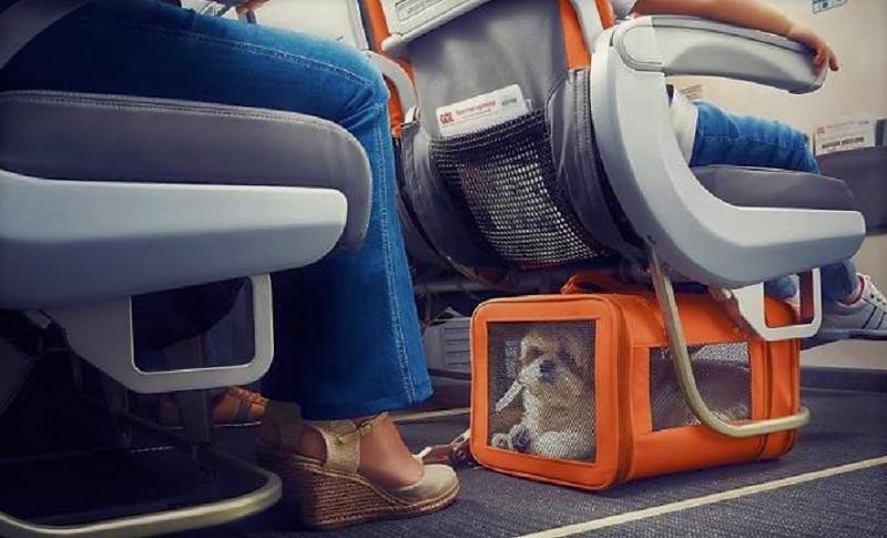 Traslado de mascotas en la aerolínea brasileña GOL (Foto: Viagem).