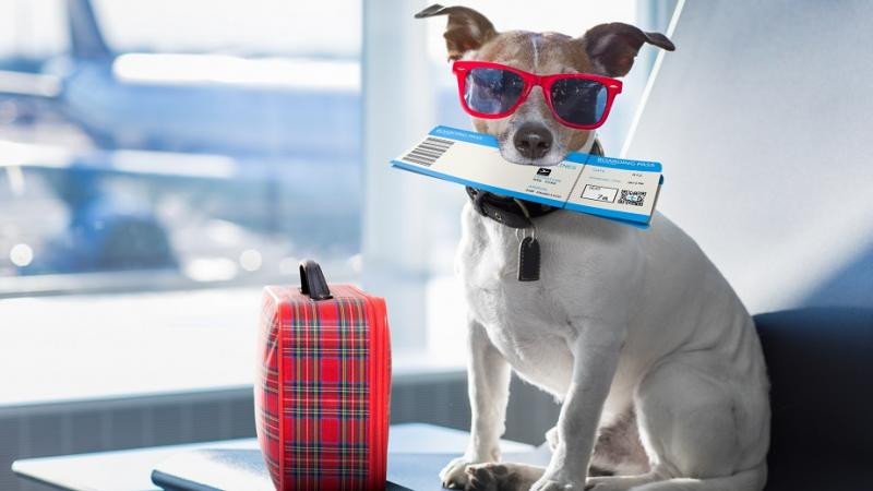 Mascotas en avión: IATA lanza un programa global (Foto: istock).