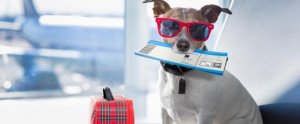 Mascotas en avión: IATA lanza un programa global 